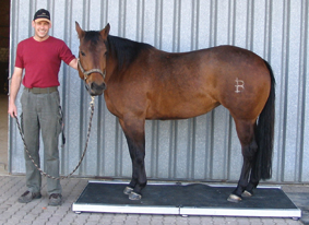 Foto Pferd auf Waage von der Seite mit Mann